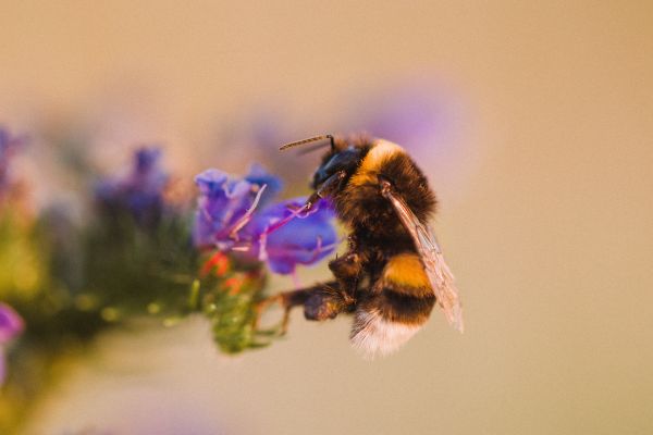 LES POLLINISATEURS AU JARDIN